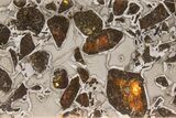 Polished Gyarub Zangbo Pallasite Meteorite ( g) Slice #301048-1